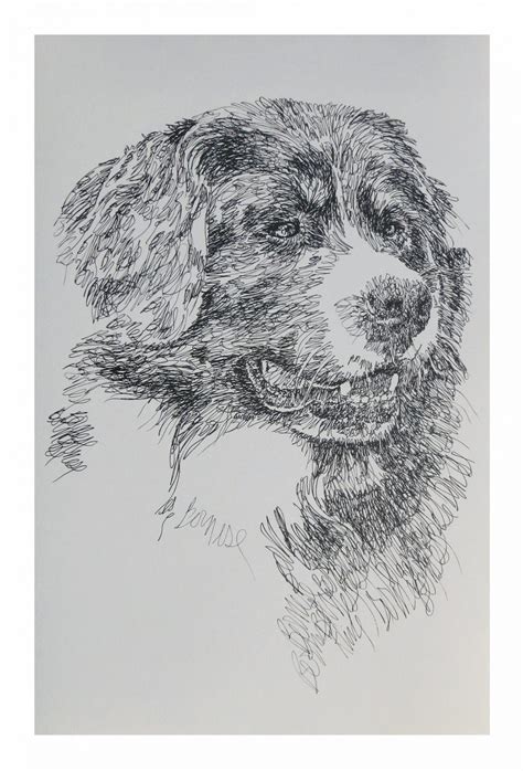 Bernese Mountain Dog Dog Portrait By Stephen Kline Drawdogs By