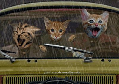 Foreground the key parts of the story. Driving Rain