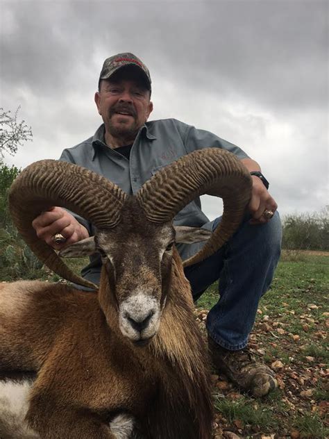 Armenian Mouflon Pope Brothers Guide Service Hunts In Texas