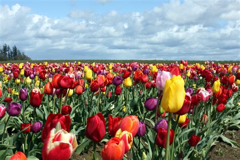 Tulip Farm Holland
