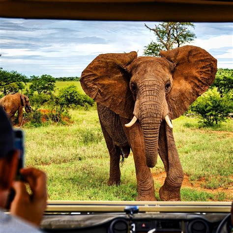 African safaris suffer during lockdown