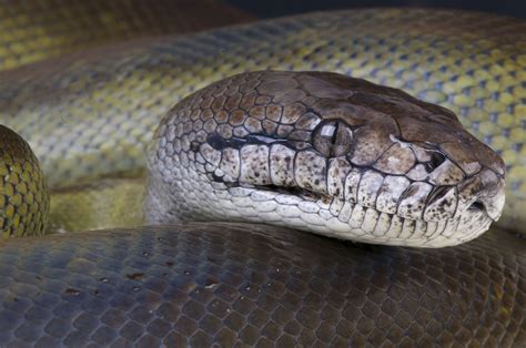 What Is The Largest Anaconda Snake Ever Recorded Vsaaqua