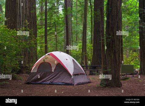Tent Camping In Campsite In Redwood Forest Jedediah Smith Redwoods