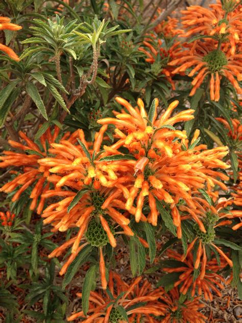 Locate your favorite store in your city. Interesting Orange Flowers, Monterey, CA | Orange flowers ...