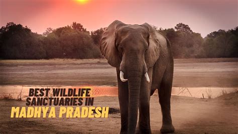 21 Best Wildlife Sanctuaries In Madhya Pradesh Mp India In 2023