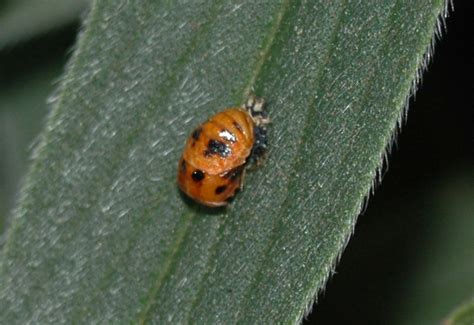 Lady Beetle Pupa Whats That Bug