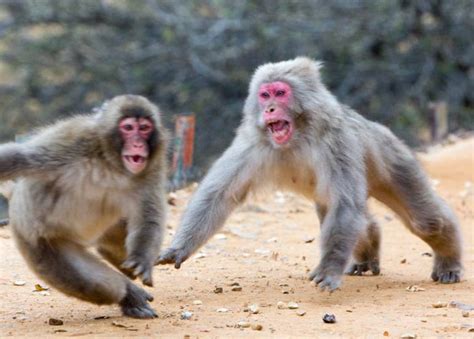 Vidět Sníh Opice Tokio Do Jigokudani Monkey Park Guides Online