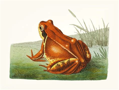 Vintage Frog Illustration Hot Sex Picture