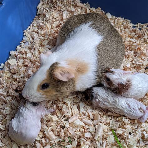 My Guinea Pig Just Had Babies Guineapigs