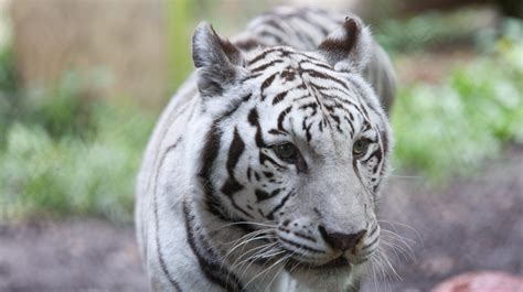 20 622 093 просмотра 20 млн просмотров. Zoo Knoxville's rare, elderly white tiger Kali euthanized