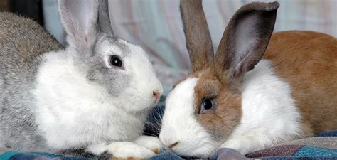Learn more about the causes, symptoms to be aware. Rabbits aren't for all pet owners, info on rabbit care