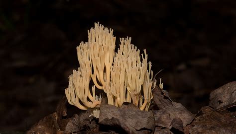 Maryland Biodiversity Project Crown Tipped Coral Artomyces Pyxidatus