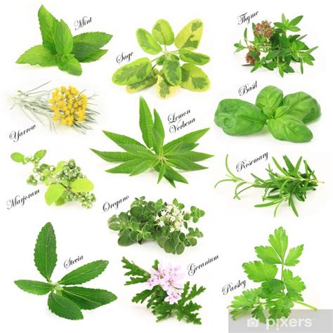 Poster Collection Of Fresh Aromatic Herbs Pixershk