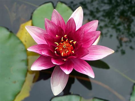 Flor de loto qué es significado concepto características