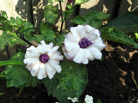 Plant blue moonflower and gold moonflower seeds in an alternating pattern with bounty fertilizer. purplemoon | Closer shot of a Purple Moonflower ...