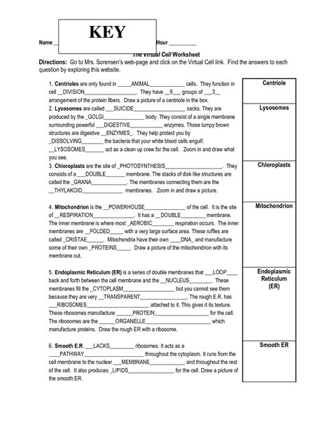 Mitosis worksheet answers polskidzien from mitosis worksheet answers, source: 13 Best Images of The Cell Cycle Worksheet Study Guide ...