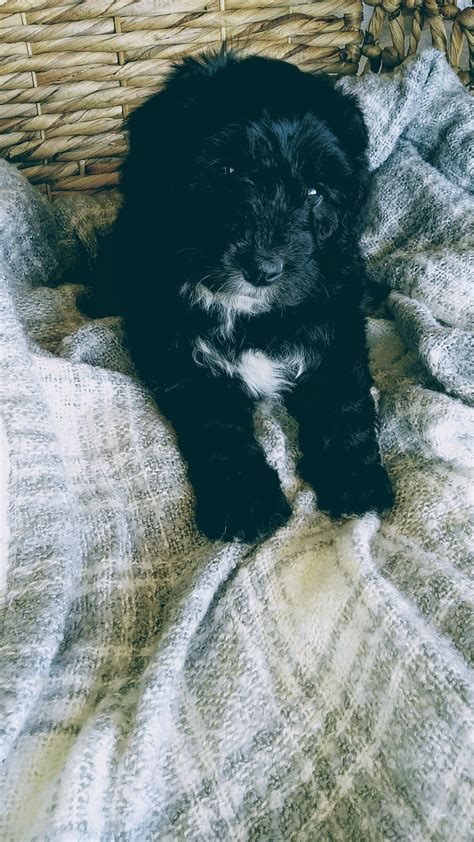 Check out our schnauzer puppy selection for the very best in unique or custom, handmade pieces from our pet accessories shops. Schnauzer Puppy For Sale Near Me - Wayang Pets