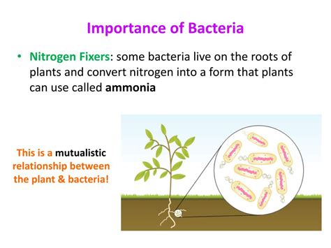 ppt roles of bacteria powerpoint presentation free download id 1605947