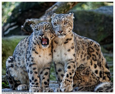 Snow Leopards By Reto On Deviantart