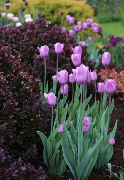 6 Tips For Planning A Beautiful Spring Bulb Garden