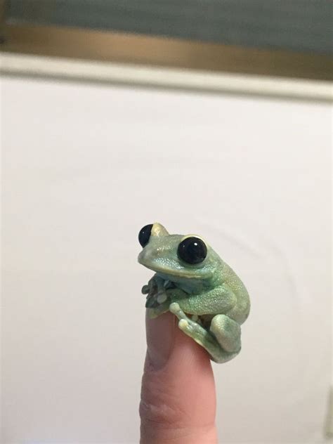 This Very Tiny Frog Raww