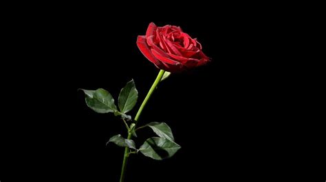 Fond d'écran noir et rouge. Fond d écran roses noires et rouges Fonds d écran une rose ...