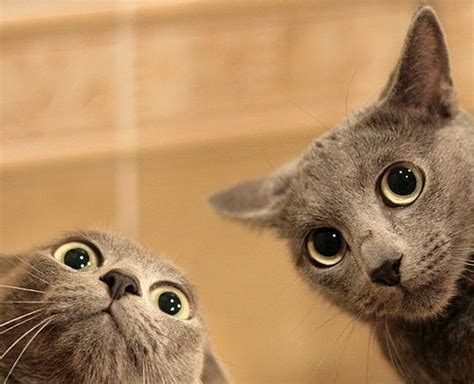 Two Surprised Grey Cats Looking Down At The Camera Çok şirin