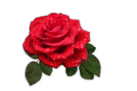 Rose Red Flower Free Image On Pixabay