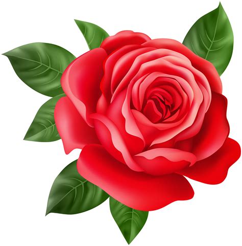 356 transparent png illustrations and cipart matching bunga. Bunga Mawar Merah Vektor Png - firstz - sports
