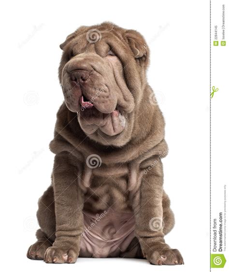 Shar Pei Puppy 3 Months Old Sitting Stock Image Image Of Full