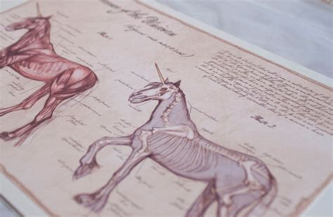 Anatomy Of The Unicorn Illustrated Unicorn Print Medical