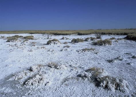 Free Picture Dry Yellow Grass Covered Snow Winter