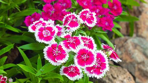 Dianthus How To Plant And Grow Dianthus Flowers The Old Farmers Almanac