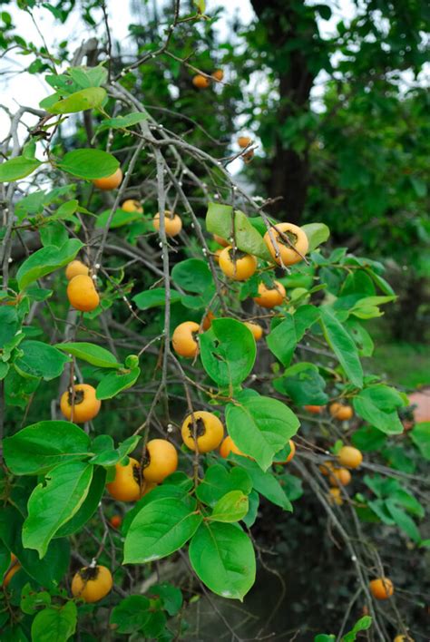 Persimmons fruit from new growth that arises from the last few buds of the previous season's growth. Fuyu Persimmon Tree | Ison's Nursery & Vineyard