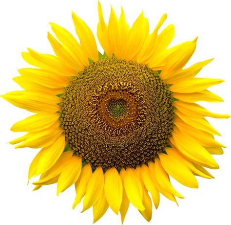 Sunflower Png Transparent Image Download Size 1924x1871px