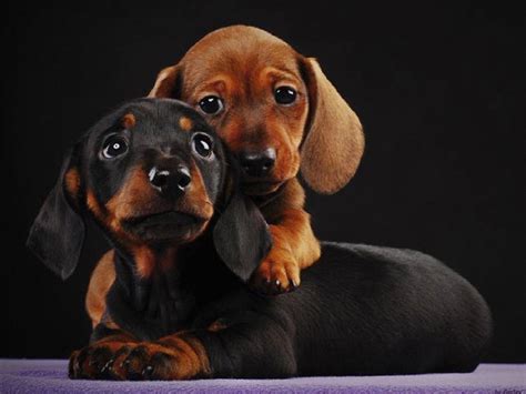 Dachshund Puppies Wallpaper Wallpapersafari