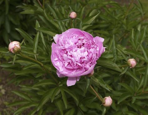 Growing Peonies In Containers How To Care For Peony In Pots