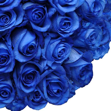 Tinted Blue Roses 50 Cm Fresh Cut 50 Stems