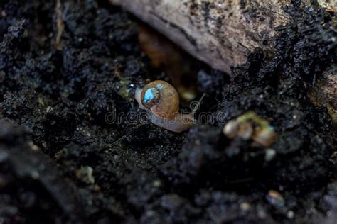 Painted Burgundy Snail With Baby Snails Stock Photo Image Of Land