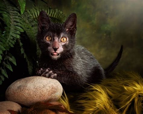 Lykoi The Werewolf Cat Kittens Whiskers