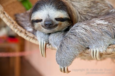 That Sloth Blog