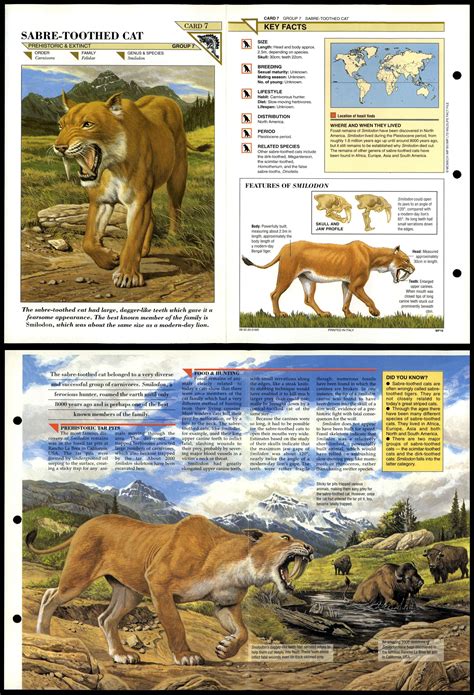 Sabre Toothed Cat 7 Extinct Wildlife Fact File Fold Out Card