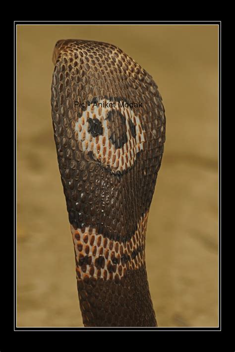 Indian Monocled Cobra Naja Naja Kaouthia Copyrighted A Flickr