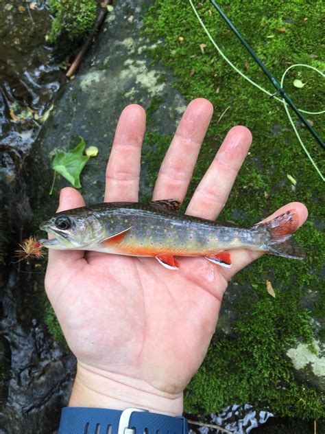 Caught My First Southern Appalachian Brook Trout Today Rflyfishing