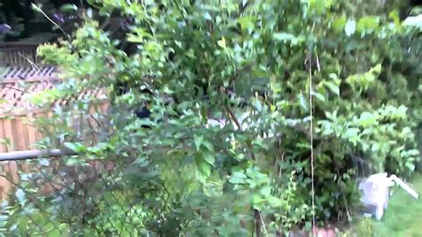 You may wish to use two boards that overlap so the. Quick tip on growing strong fruit tree branches - YouTube