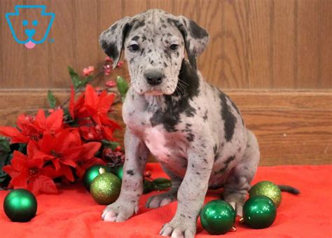 Gender:male breed:great dane mix owner:none other:this is the only male of the litter,but he is slow minded.his coat is a beautiful bule unlike his sisters unique coats. Marz | Great Dane Puppy For Sale | Keystone Puppies