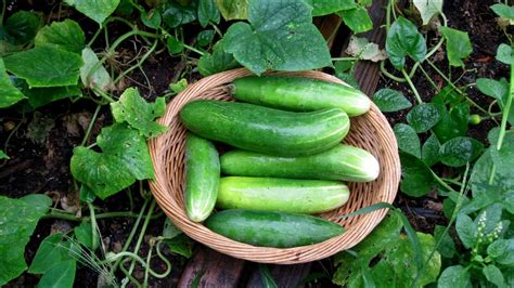 Growing Cucumber Harvesting Agrosuede Youtube