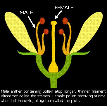 ( roses , lilies, dandelion.) Pollination - Did you know? | Extension Master Gardener ...