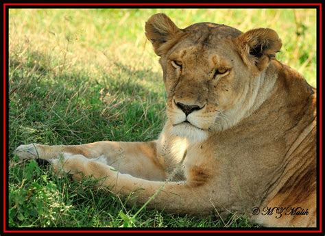 Female Lioness Panthera Leomasai Maraoct 201 Flickr