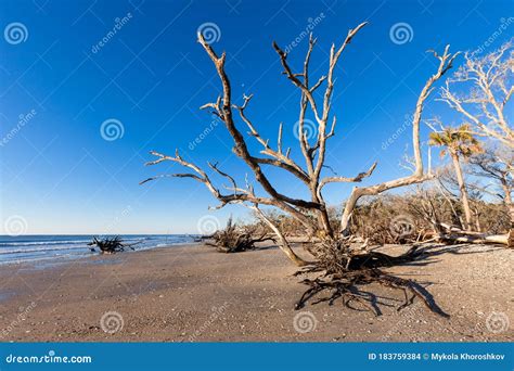 Botany Bay Beach Edisto Island South Carolina Stock Photo Image Of